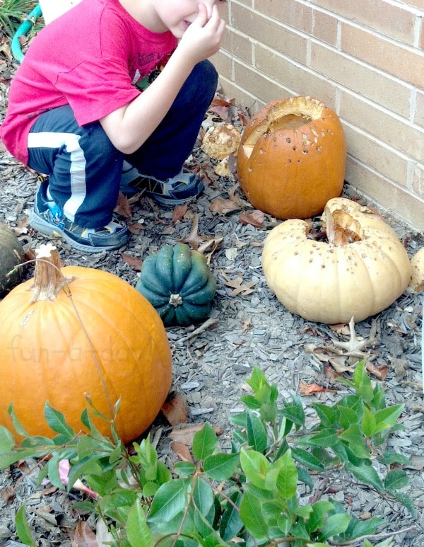 The Smelly Pumpkin Experiment - A Lesson in Decomposition