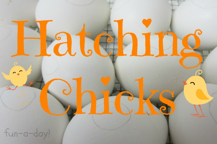 chicken eggs, hatching chicks with kids, egg and chicks activities with kids