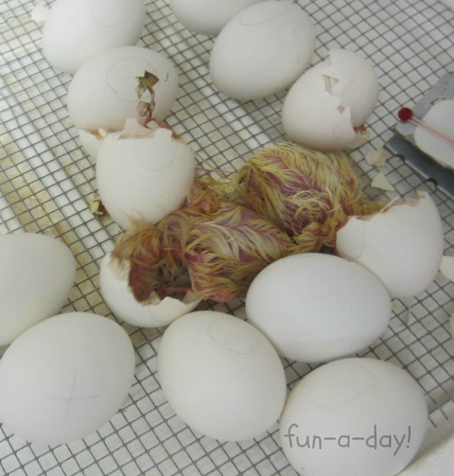 baby chicks in preschool, egg and chick activities for kids