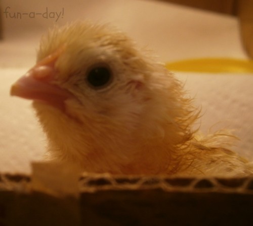 baby chicks in preschool, hatching chicks with kids, chick and egg activities with kids