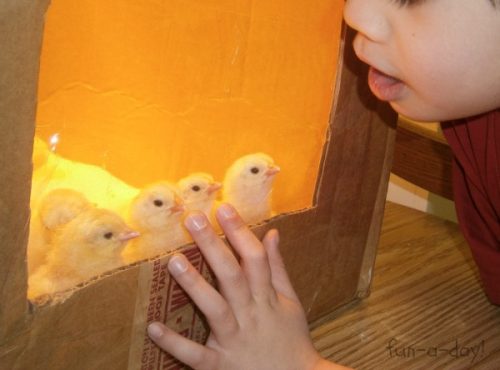 chick and egg activities with kids, hatching chicks with kids