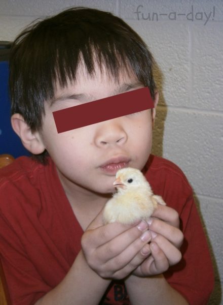 baby chicks with kids, hatching chicks in preschool, egg and chick activities with kids