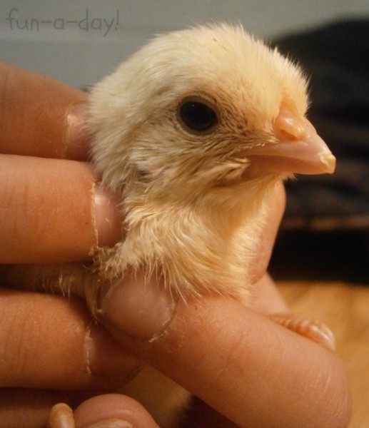 chicks and eggs in preschool, baby chicks with children, chick and egg activities with kids