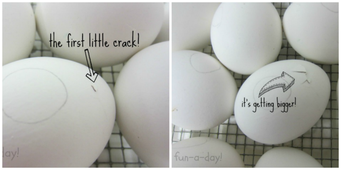 eggs cracking, hatching chicks with kids, chick and egg activities for kids