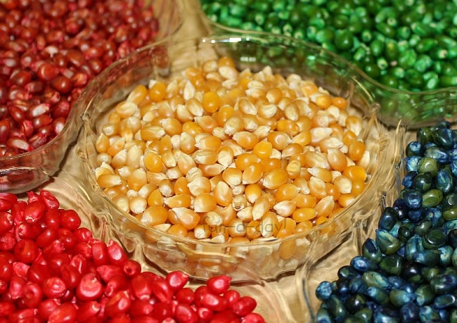 Tray of colored popcorn kernels