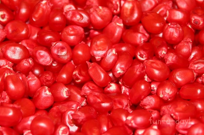 Close up look at red colored corn kernels