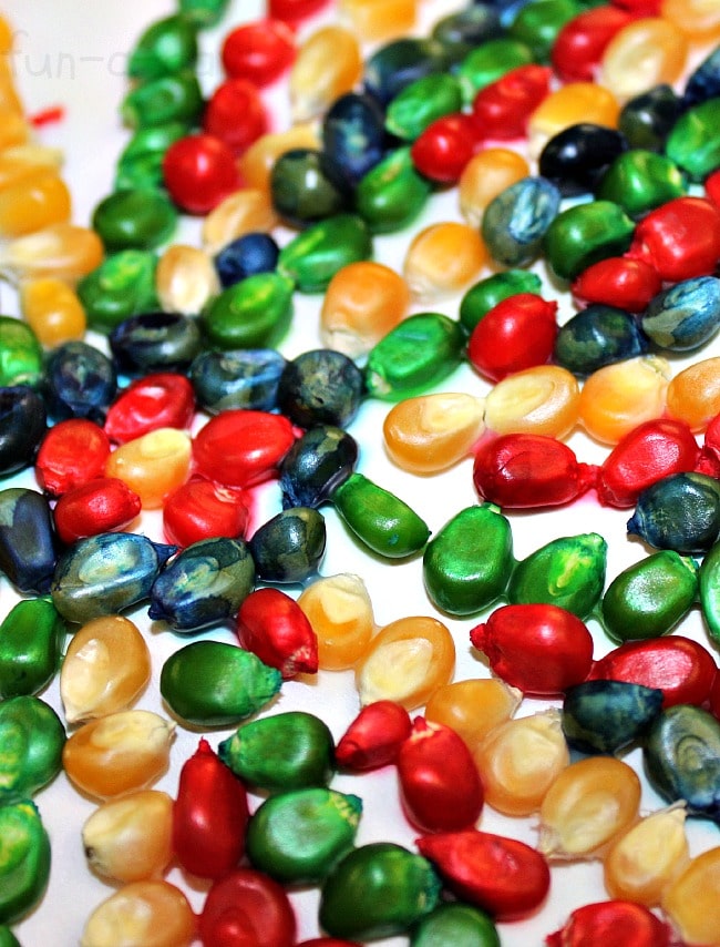 close up of colored popcorn kernels laid out in rows to make a mosaic