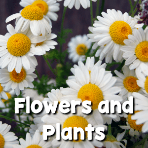 Preschool Themes - Flowers and Plants