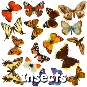 Preschool Themes - Insects