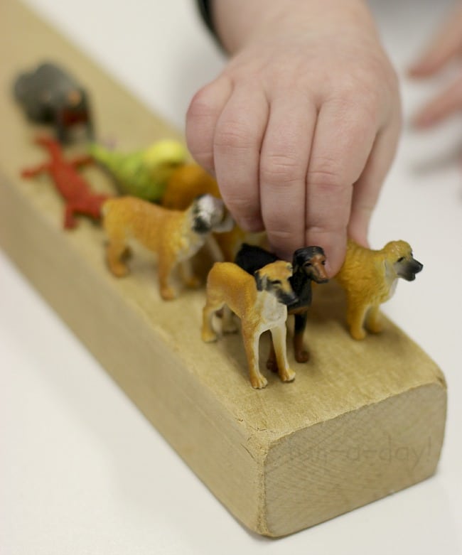 Lining up animals in our pet small world play activity