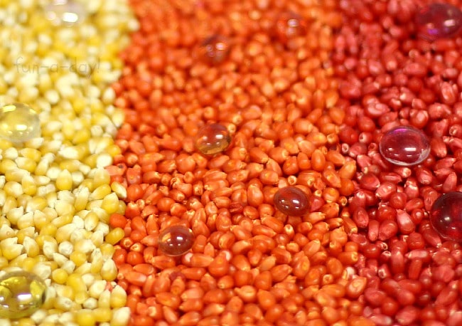Yellow, orange, and red kernels in a preschool corn sensory bin.