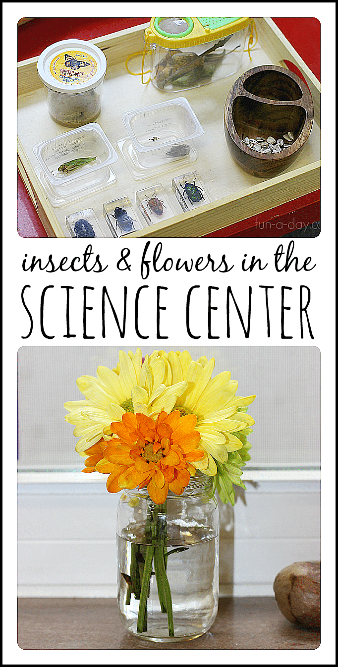Insects and Plants in the Preschool Science Center