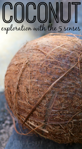 exploring coconuts during a five senses activity