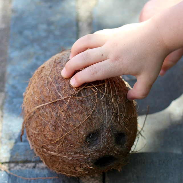 exploring the sense of touch during a coconut five senses activity