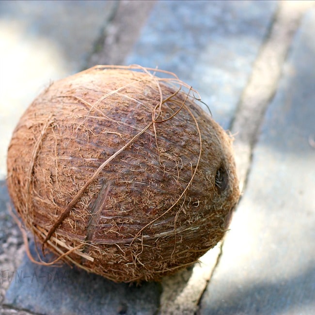 fun and simple five senses activity with coconuts