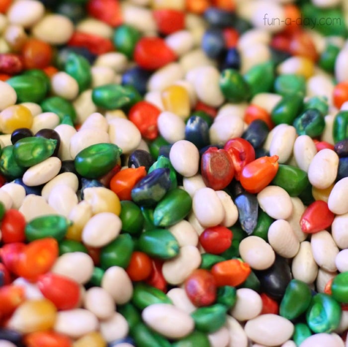 Close up on white beans and colored popcorn kernels in a preschool sensory bin.