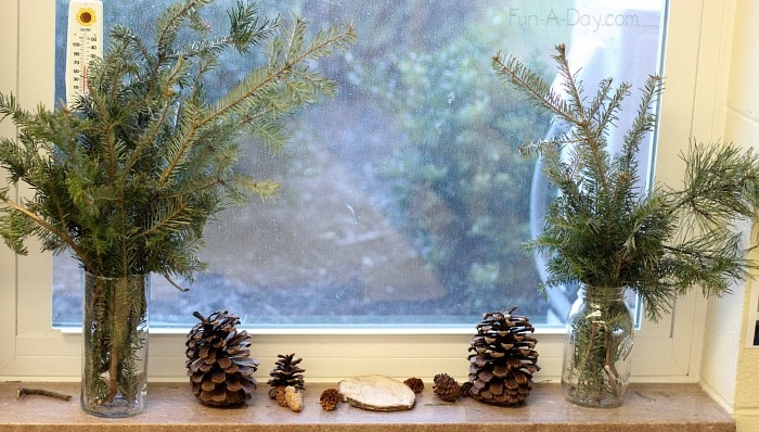 Pieces of evergreen trees on a window ledge in a preschool classroom