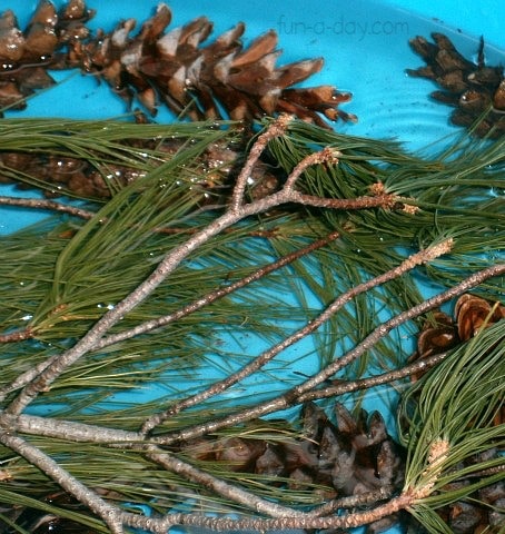 Water table filled with water, pine cones, and pine branches