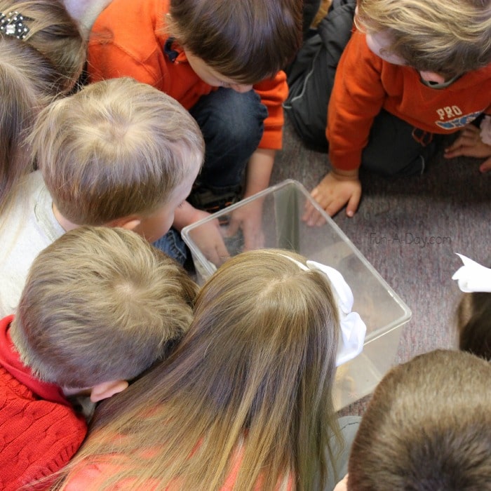 Hands-on science brings a preschool reptile theme to life for kids!