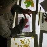 Preschool leaf activities - leaves on the light table