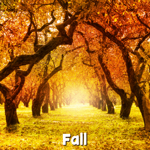 picture of fall trees with text that reads Fall
