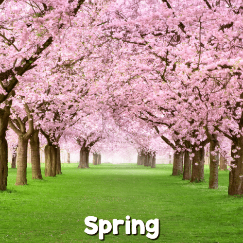 Picture of spring trees with pink flowers with text that reads Spring