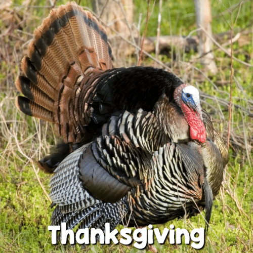 picture of a turkey with text that reads Thanksgiving
