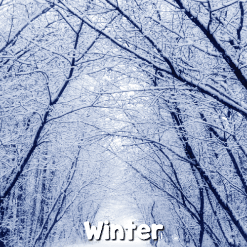 picture of winter trees with text that reads Winter