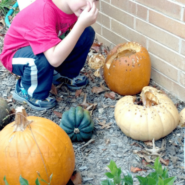 Child holding nose while observing rotting pumpkins.