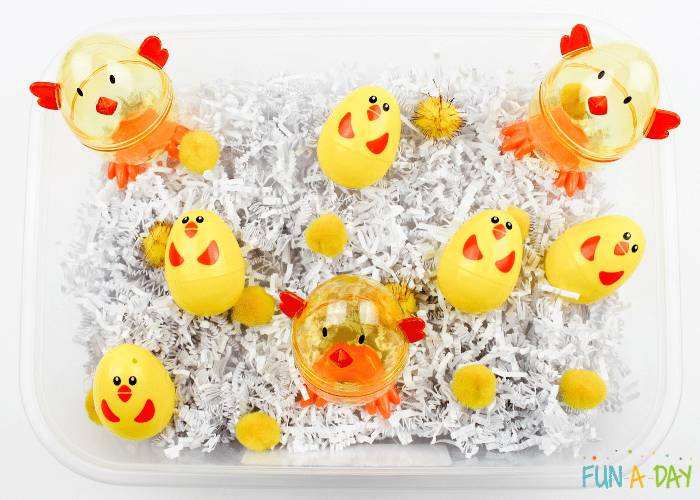 chicken sensory bin with shredded paper, pompoms, and plastic easter eggs