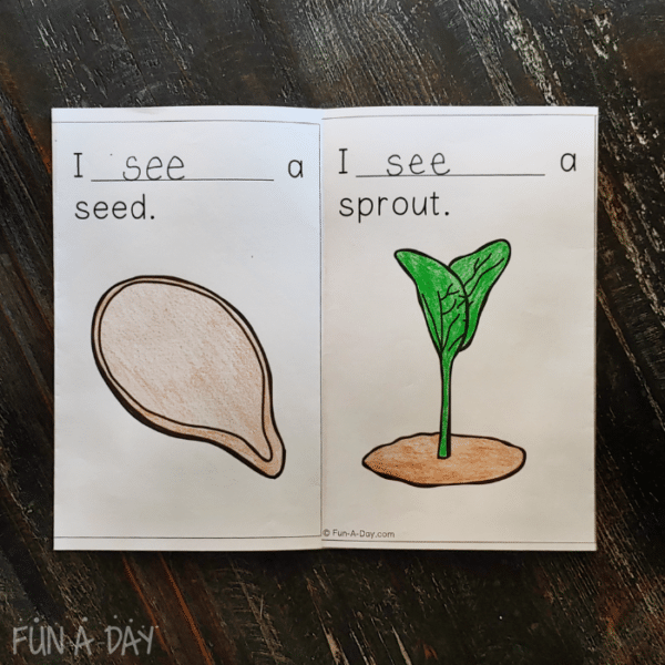 Pages from printable book about the life cycle of a pumpkin. First page reads I see a seed. Second page reads I see a sprout.