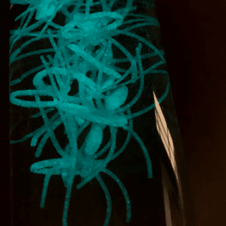 Glow in the dark spider sensory bottle glowing mint green color in a dark room.