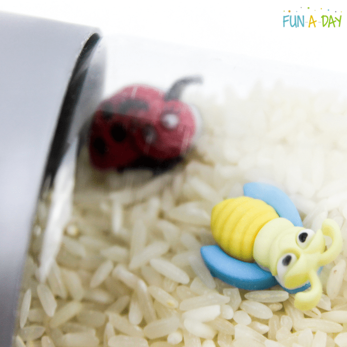 two bugs surrounded by rice inside a sensory bottle.