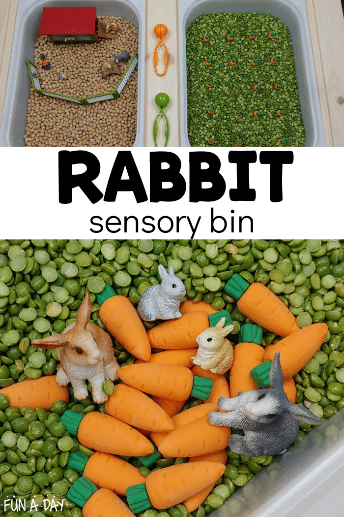 college of bunny sensory play with text that reads rabbit sensory bin
