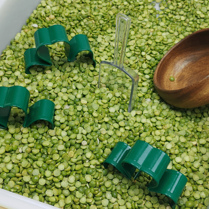 green split peas sensory bin with scoop, bowl, and shamrock cookie cutters