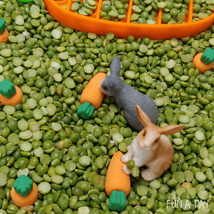 Toy bunnies and carrots in bed of green split peas