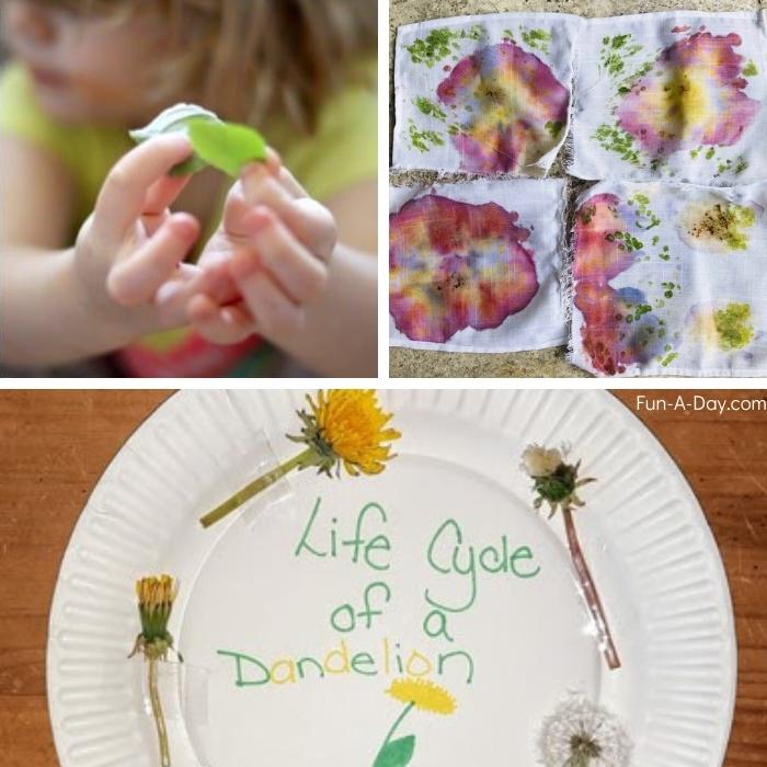 spring flower science experiments for preschool kids - dandelion life cycle, flower pounding, flower dissection