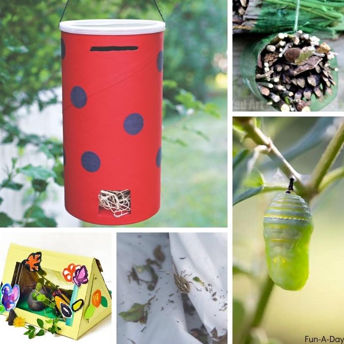 5 insect science activities for preschoolers - observing the life cycles of bugs and studying them