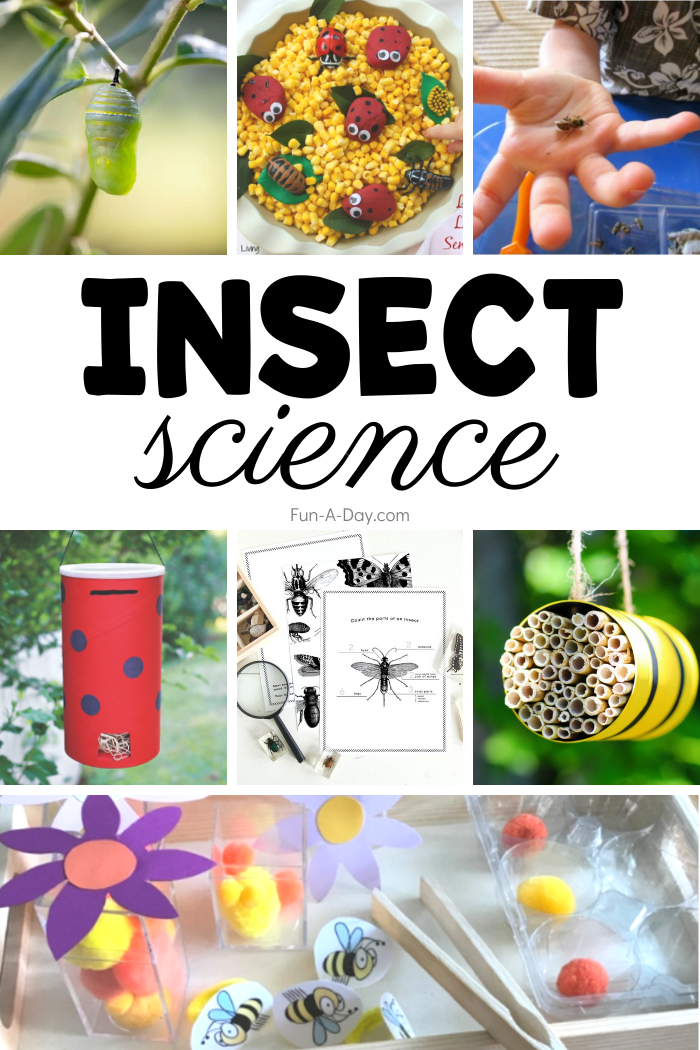 collage with bug science activities with text that reads insect science