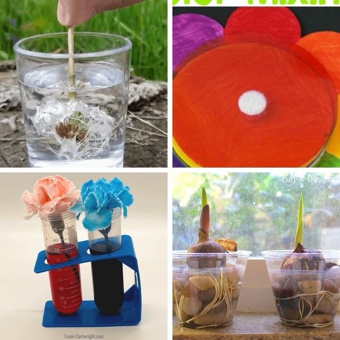 4 photos of spring flower preschool science experiments