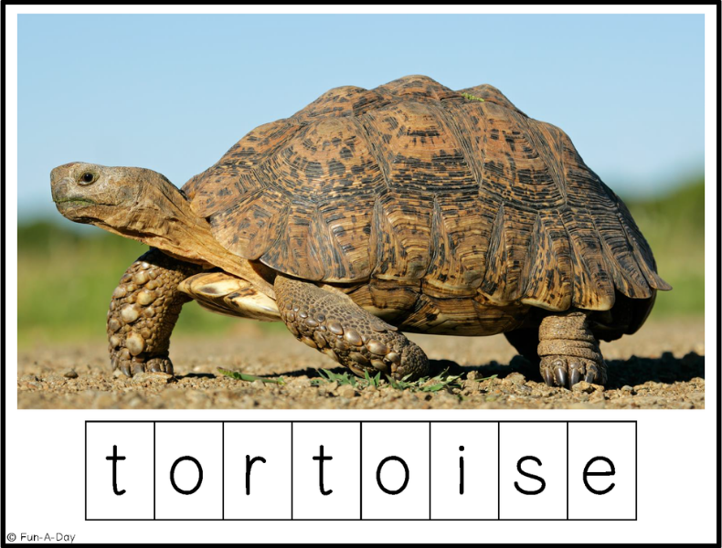 reptile making words printable with tortoise on it
