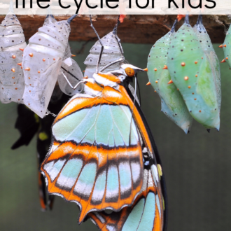 Butterfly hanging from a piece of wood, surrounded by chrysalises with text that reads butterfly life cycle for kids