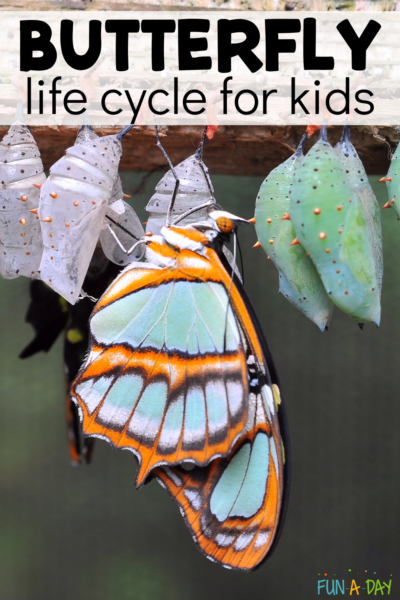 Butterfly hanging from a piece of wood, surrounded by chrysalises with text that reads butterfly life cycle for kids