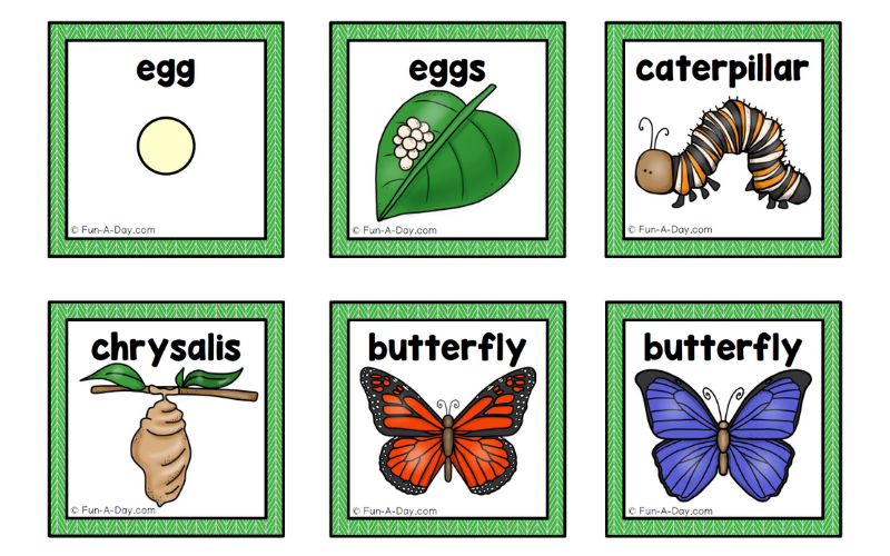printable butterfly life cycle cards for kids