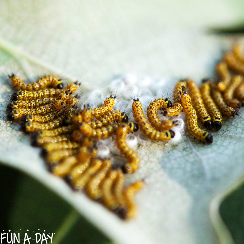 close up of newly hatched caterpillars on a leaf