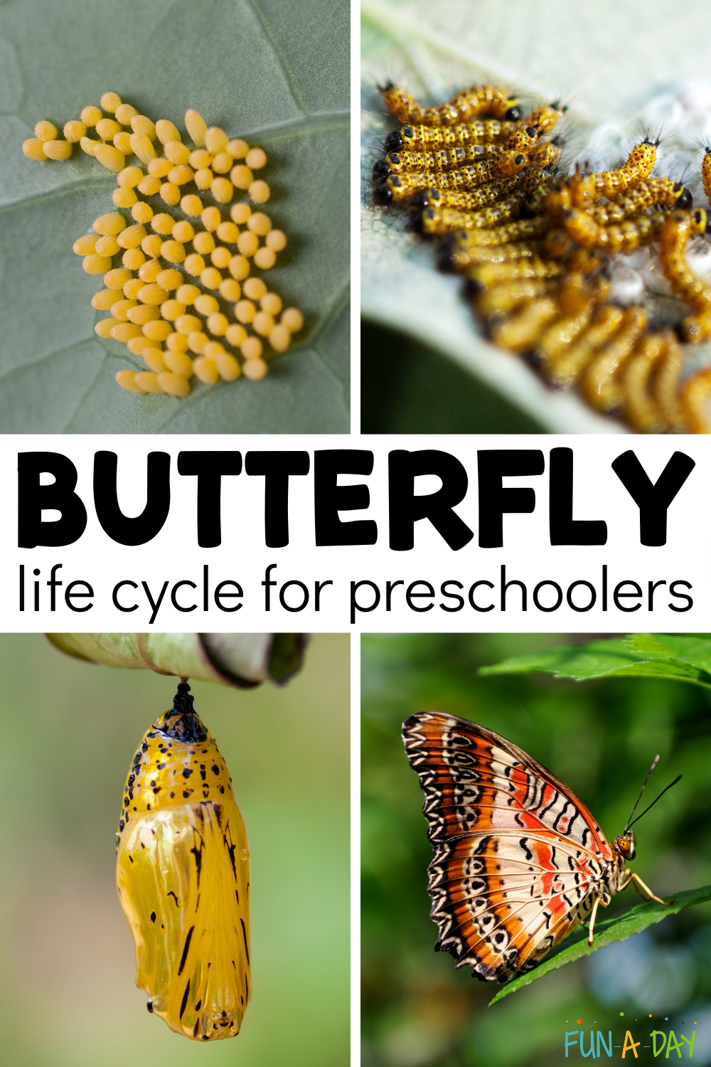 Collage with eggs, caterpillars, chrysalis, and butterfly with text that reads butterfly life cycle for preschoolers