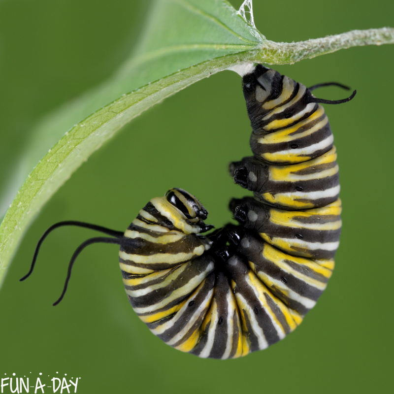 caterpillar hanging from a leaf about to form a chrysalis