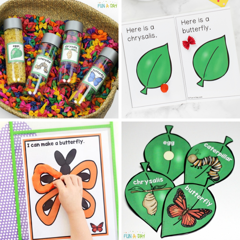 4 life cycle of a butterfly printables