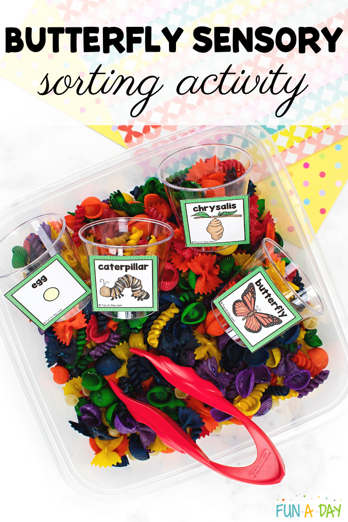 bin of dyed dry pasta, tongs, and labeled cups being used in butterfly sensory sorting activity