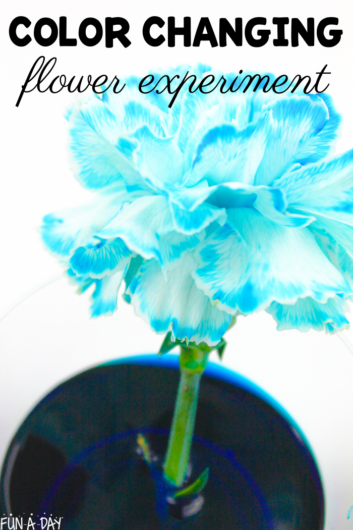 blue dyed carnation in cup of water with food dye. text reads: Color Changing flower experiment